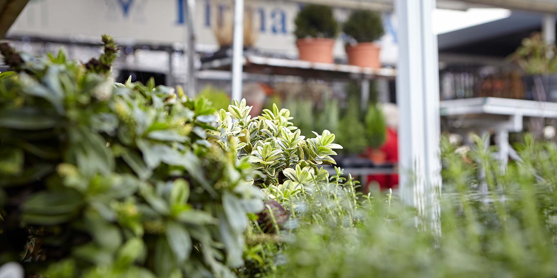 Verstikken kussen Vervallen Vera Tuincentrum | We helpen uw tuin in topvorm te houden.